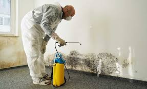 Why You Should Choose Our Mold Remediation Services in Mckinley, PA