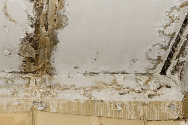 Best Mold Remediation for Healthcare Facilities  in Mckinley, PA